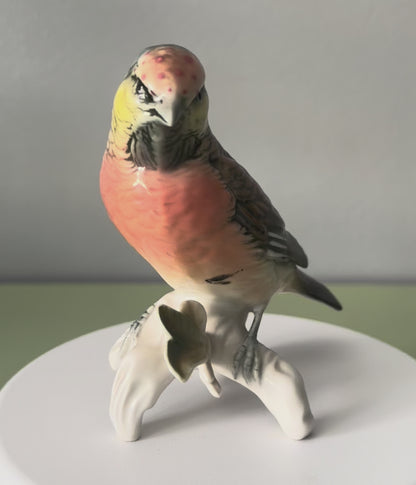 Oiseau Karl Ens